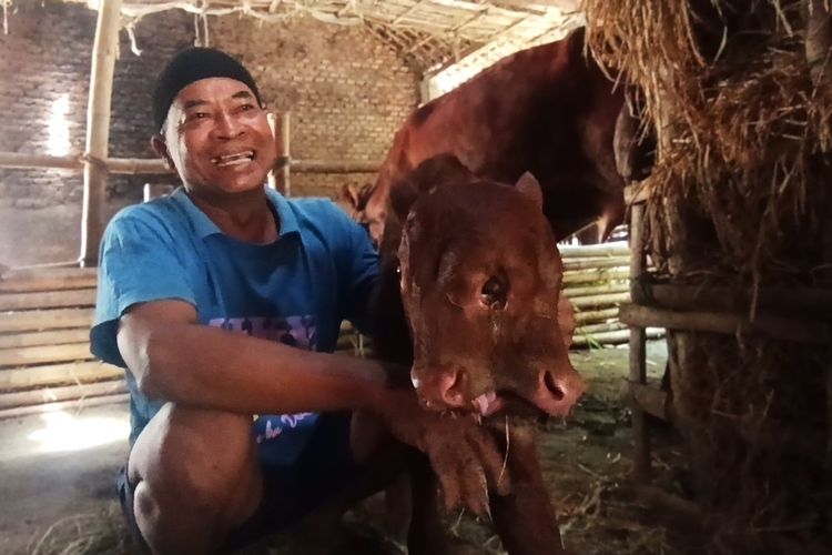 Soal Anak Sapi Bermata 3, Disnakkan Magetan: Cacat Bawaan