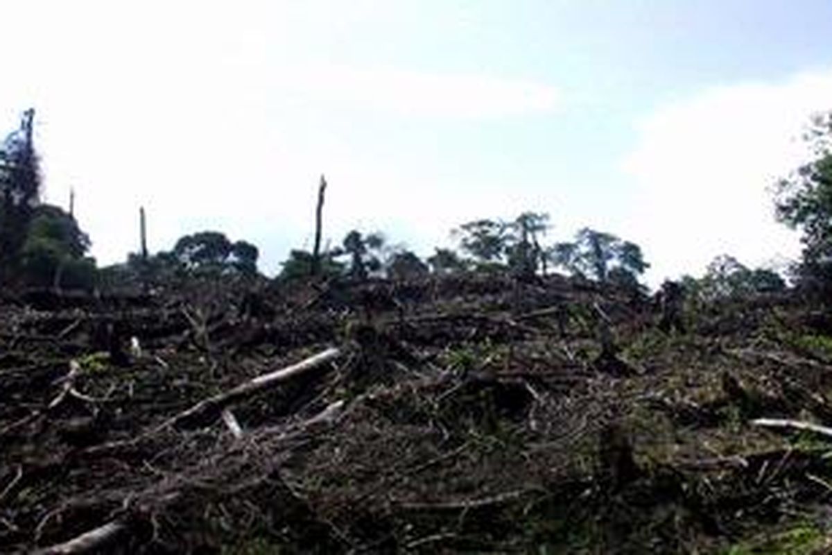 Ilustrasi: Salah satu lokasi hutan di kawasan Taman Nasional Kerinci Seblat di Kabupaten Kerinci, Provinsi Jambi, yang rusak akibat penebangan liar, beberapa tahun lalu.