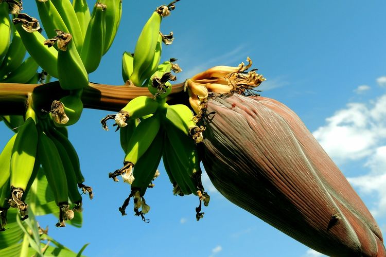 Ilustrasi jantung pisang. 