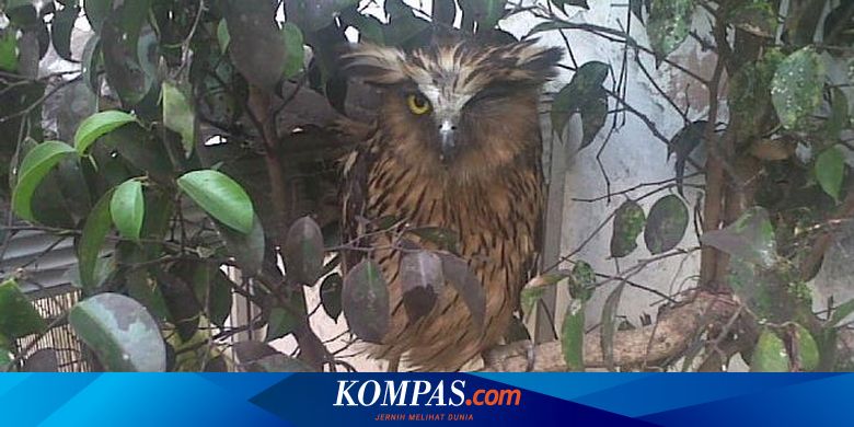 10 Satwa Langka Sitaan BKSDA Ditampung di Kebun Binatang Bandung