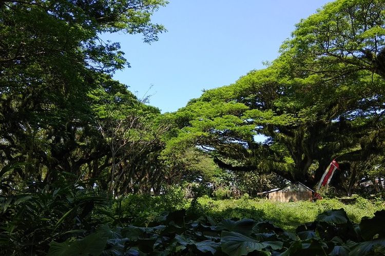 Hutan De Jawatan yang terletak di Desa Benculuk, Kecamatan Cluring, Kabupaten Banyuwangi, Jawa Timur atat sekitar 45 kilometer dari pusat kota Banyuwangi. 