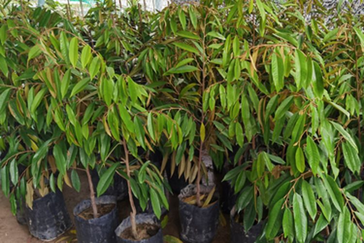 Ilustrasi bibit durian musang king.