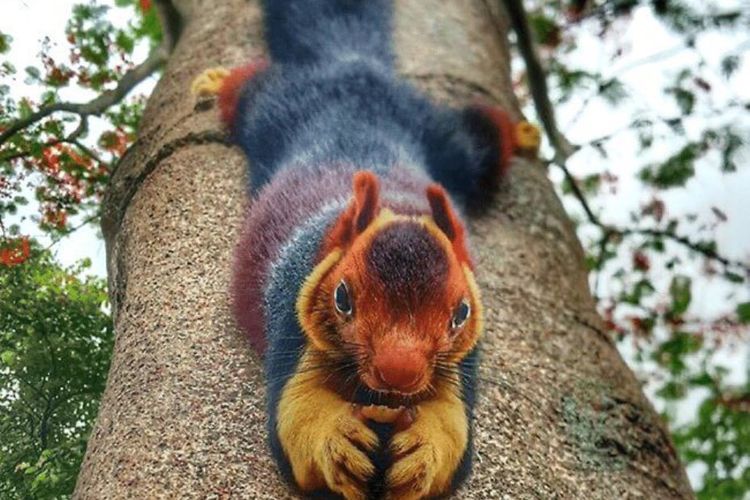 Tupai raksasa Malabar (Ratufa indica), salah satu hewan endemik asal India yang memiliki bulu pelangi.