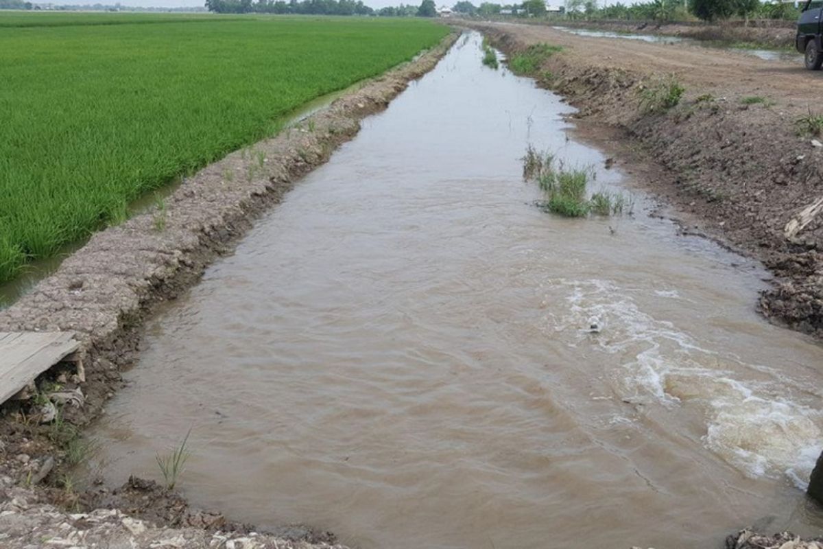 Meluapnya Sungai Pelokan merendam 60 hektar sawah di Desa Rawa Mulya Kecamatan XIV Koto Kabupaten Mukomuko, akibat diguyur hujan dua hari berturut-turut.