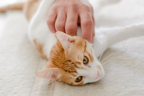 Studi Ungkap Bagian Tubuh Kucing yang Suka Dielus dan Harus Dihindari
