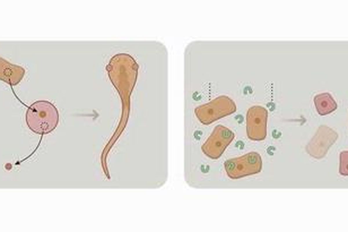 Gambar di sebelah kiri menunjukkan riset Gurdon 50 tahun lalu, mengganti inti sel telur katak dengan inti sel somatik. Gambar di sebelah kanan menunjukkan riset Yamanaka, menginduksi sel somatik dewasa dengan protein yang berperan dalam pemrograman sel. 