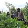 Sederet Fakta Temuan Puluhan Ribu Tanaman Ganja di Lereng Semeru
