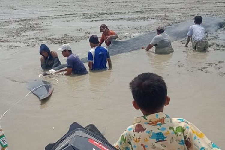 Seekor paus yang terdampar di Desa Sungai Pedada, Tulung Selapan, Ogan Ilir, Sumatera Selatan.