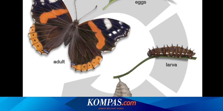 Lirik Dan Chord Lagu Anak Kupu Kupu Ciptaan Ibu Sud A d bekerja bertaruh seluruh jiwa raga. lirik dan chord lagu anak kupu kupu