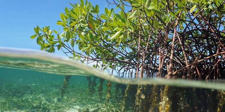 Terinspirasi Mangrove Alat Ini Mungkin Bisa Jadi Solusi Hadapi Banjir Halaman All Kompas Com