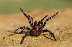 Australia Waspadai Serangan Laba-laba Mematikan Atrax Robustus