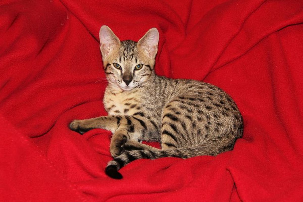 Ciri-Ciri Kucing Cerdas: Mudah Dilatih, Ramah, dan Cepat Beradaptasi
