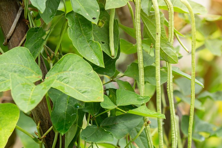 Ilustrasi tanaman kacang panjang, menanam kacang panjang.