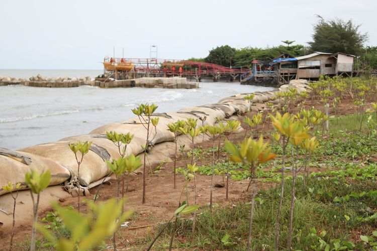Upaya mencegah Pantai Rebat di Pesisir Indramayu dari abrasi oleh Pertagas WJA. 