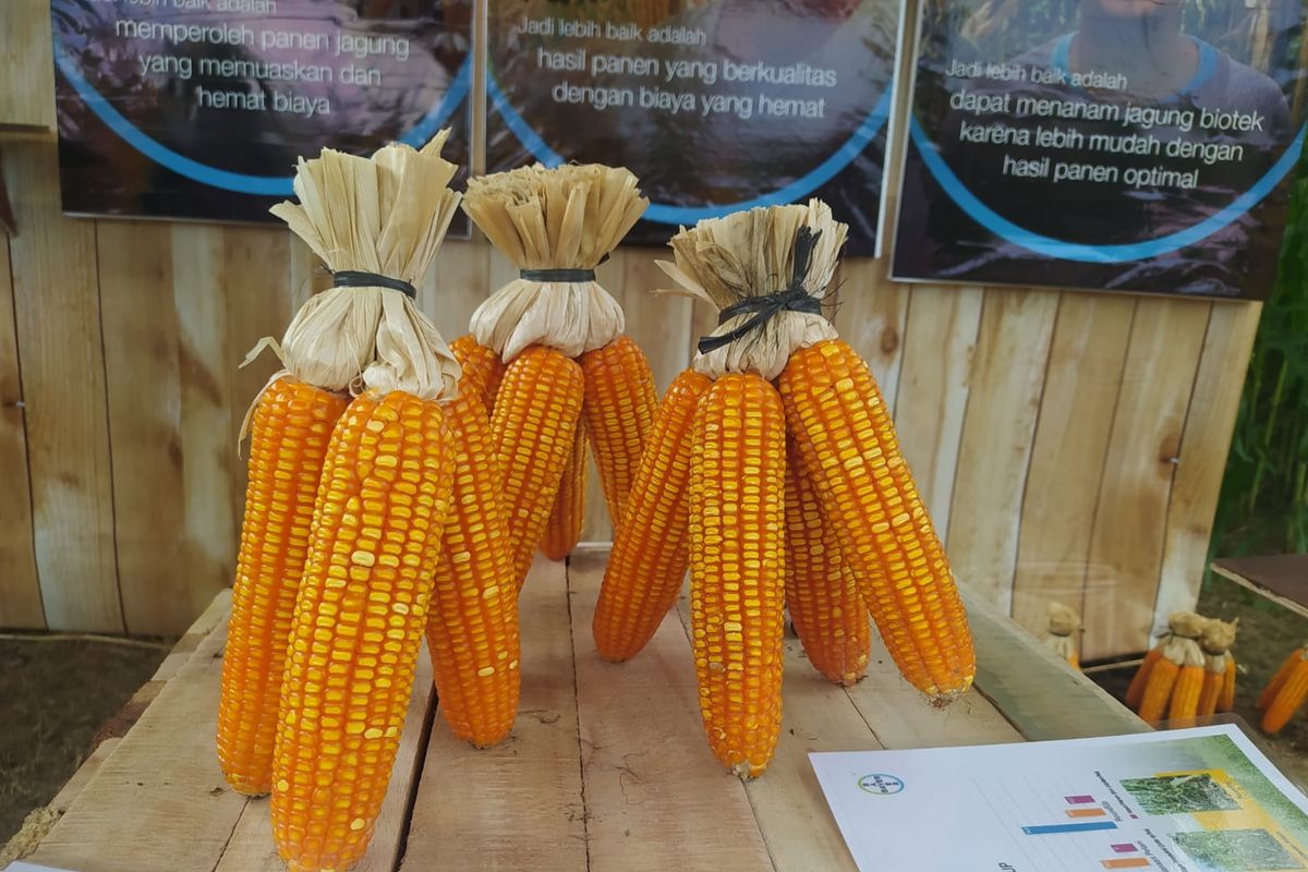 Contoh tanaman jagung bioteknologi Bayer DEKALB DK95R di demplot Desa Banggo, Kecematan Manggalewa, Kabupaten Dompu, Nusa Tenggara Barat.