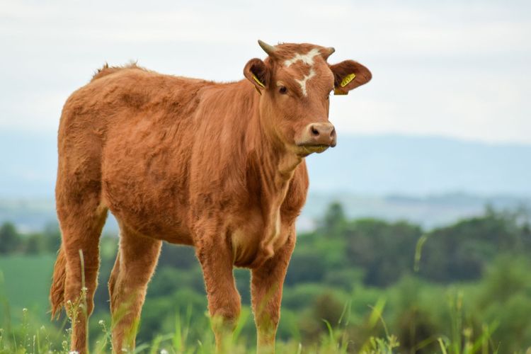 Ilustrasi sapi. Selandia Baru berencana memungut pajak kepada petani atas sendawa dan kentut sapi mereka. 