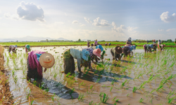 Mentan SYL Panen Raya Sekaligus Galakkan Gerakan Serap Gabah di Maros