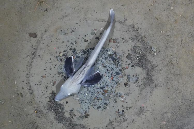 Rahasia Misterius Ikan Es Antartika, Satu-satunya Hewan Berdarah Bening