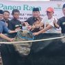 Semringah Santri Pinggir Kali Farm Semarang, Budidaya Lele Hasilkan Cuan Jutaan