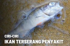 Mengetahui Ciri-ciri Ikan yang Terserang Penyakit 