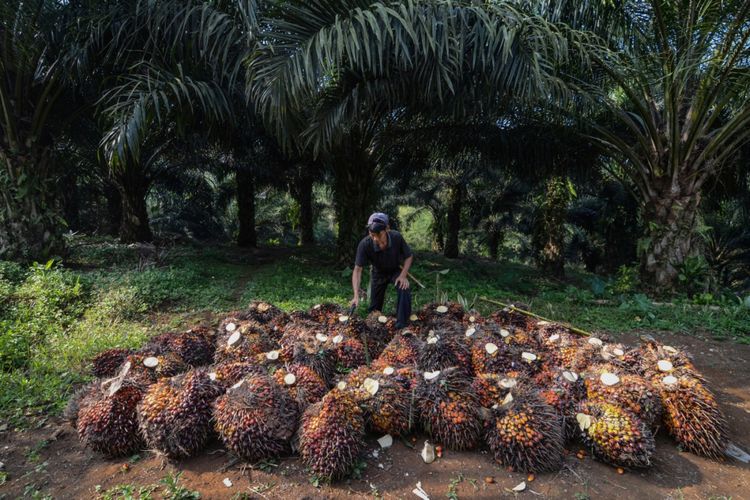 Buruh memanen kelapa sawit di Desa Sukasirna, Cibadak, Kabupaten Sukabumi, Jawa Barat, Jumat (13/7/2018). Gabungan Pengusaha Kelapa Sawit Indonesia (Gapki) optimistis produksi kelapa sawit tahun ini akan mengalami peningkatan produksi sebesar dua persen atau sebanyak 40 juta ton dibandingkan dengan dengan tahun lalu yang hanya 38 juta ton.