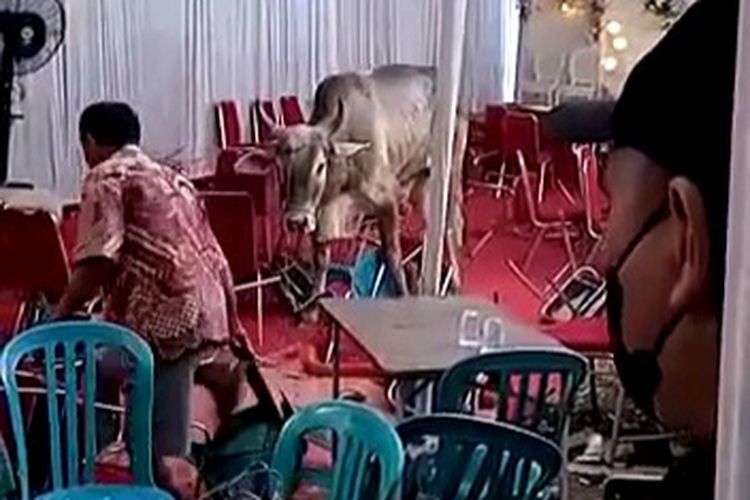 Seekor sapi yang hendak dikurban mengamuk dan masuk ke tenda resepsi pernikahan di di Jalan Tanjung Pura Gang TK Pertiwi RT007 RW005 Kelurahan Pegadungan, Kecamatan Kalideres, Jakarta Barat, Minggu (10/7/2022). 