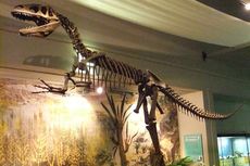 Megalosaurus, Dinosaurus Pertama yang Ditemukan