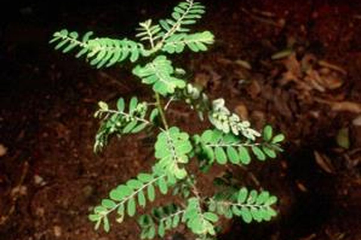 tumbuhan meniran atau Phylantus niruri.