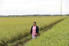 Kadis Dinas Hortikultura dan Peternakan Kalteng Bantah Kabar Food Estate Gagal Panen