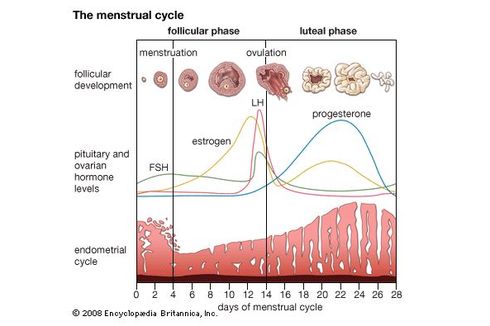 Memahami Siklus Menstruasi dan Ovulasi