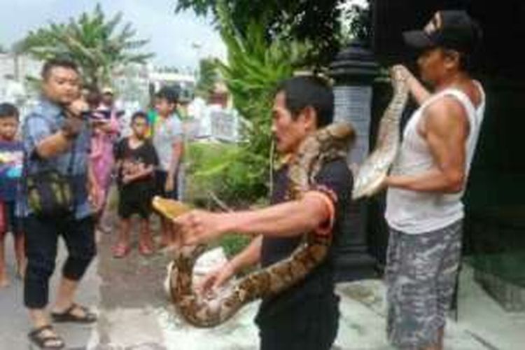 Agus memperlihatkan ular sanca kembang yang ditangkap di rumah tetangganya bernama Mansyur, Jumat ( 13/1/2017)