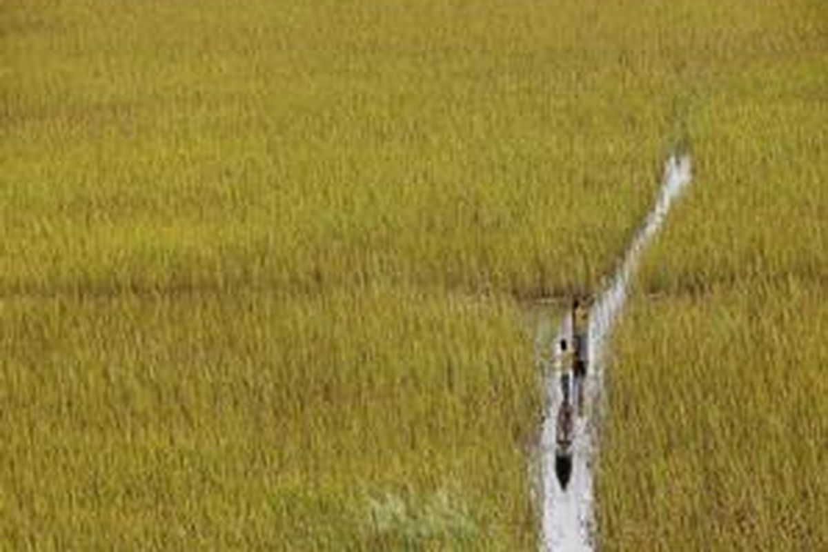 Anak-anak warga desa Rawa Biru, Merauke, Papua bermain kole-kole di rawa di desa tersebut, Sabtu (9/4). Daerah ini merupakan daerah perbatasan antara RI dengan Papua Niugini.