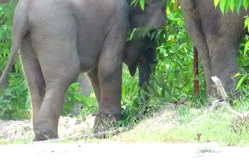 Bayi Gajah Betina Mati karena Gangguan Pencernaan di Aceh Timur