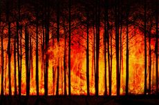 Kebakaran Hutan Hawaii: 53 Tewas, Pulau Maui Hangus bak Gurun Pasir