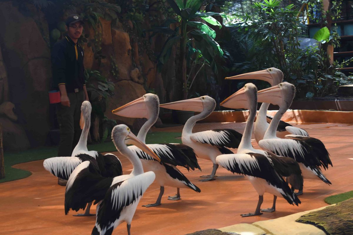 Koleksi satwa di Kebun Binatang Surabaya