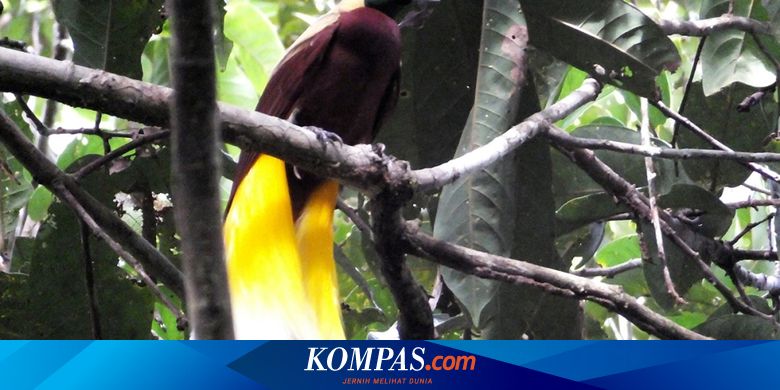 Melihat dari Dekat Cenderawasih di Tanah Papua, Pengunjung Dilarang Pakai Parfum yang Menyengat - Vimarsana News