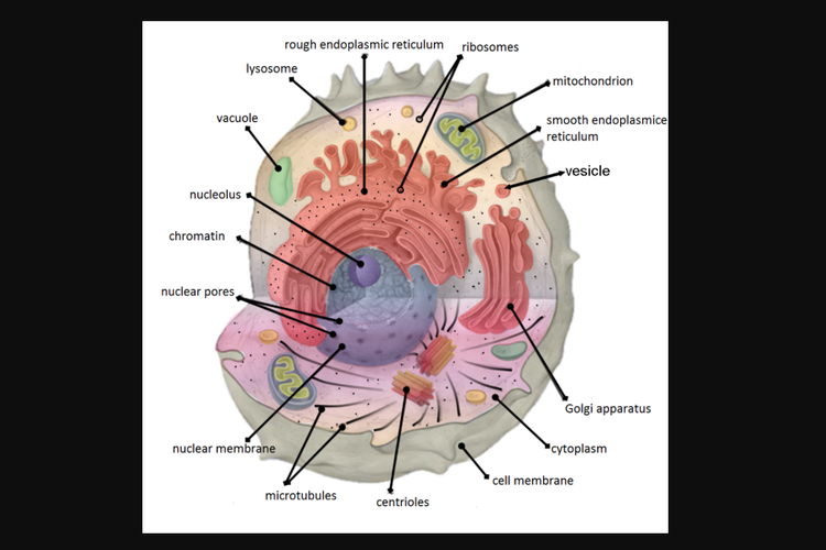 Ilustrasi organel sel dan fungsinya