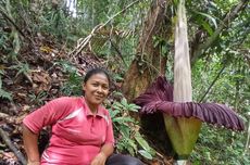 Corpse Flower Blooms in Family Farm in Indonesia’s West Sumatra