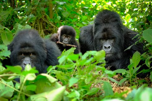 Gorila Ternyata Juga Menjaga Jarak untuk Cegah Penyebaran Penyakit, Studi Temukan