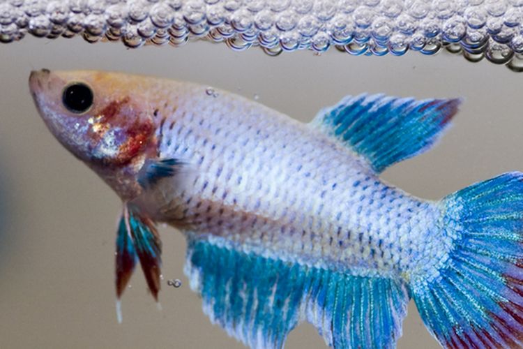 Ilustrasi gelembung di akuarium ikan cupang. 