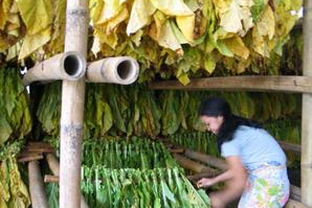 Pengomprongan tembakau