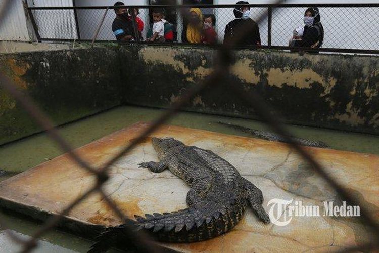 Penangkaran Buaya Asam Kumbang di Medan, yang merupakan penangkaran buaya terbesar di Asia Tenggara