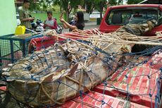 Buaya Raksasa Dilepasliarkan di Kawasan Taman Nasional Tanjung Puting