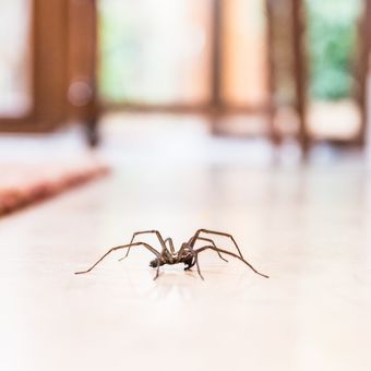 Ilustrasi laba-laba di rumah.