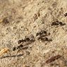 Semut: Kolaborasi, Pajak, dan Tauladan Manusia