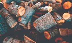 Ilmuwan Usulkan Tenggelamkan Pohon di Samudera Arktik untuk Serap Karbon