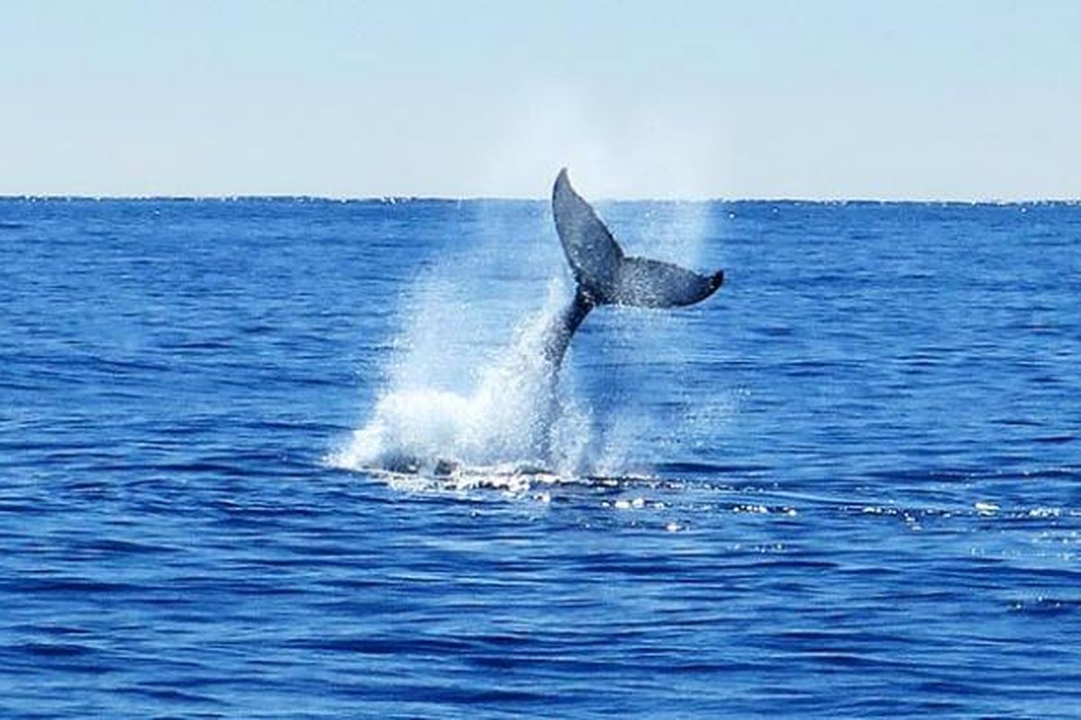 Kibasan ekor paus sperma (sperm whale, Physeter macrocephalus) di perairan Kaikoura.