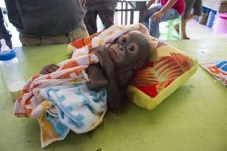 Kondisi bayi orangutan (Pongo Pygmaeus) saat diselamatkan oleh petugas dari IAR dan BKSDA SKW I di Desa Sandai Kiri, Kecamatan Sandai, Kabupaten Ketapang.