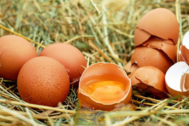 Telur mentah mengandung salmonella yang bisa membahayakan saluran cerna kucing.