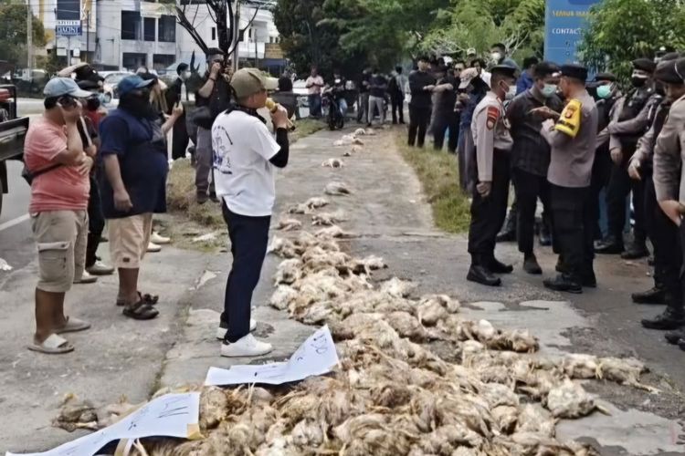 Kesal Listrik Sering Mati, Peternak di Palangka Raya Buang Bangkai Ayam ke Kantor PLN
